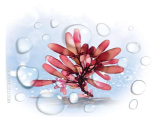 HYDRALIXIR® LD鲜活海藻细胞水(掌状海带)