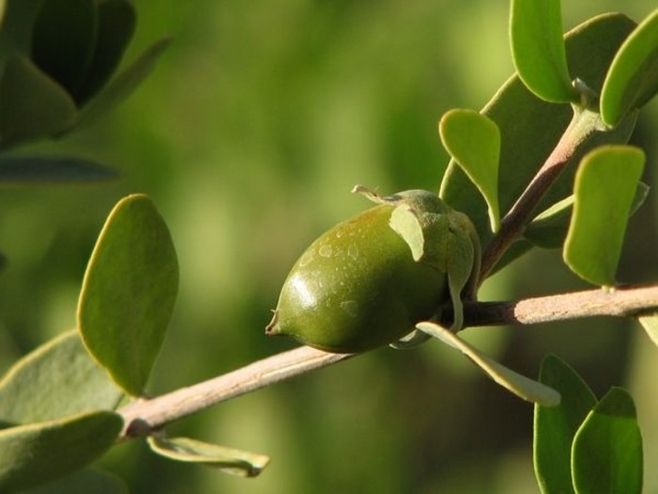 Jojoba Aqua® Bio-120 水溶性霍霍巴蜡酯